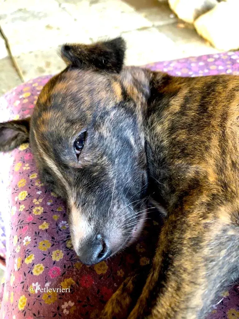 ZELDA adozione levrieri galgo 3