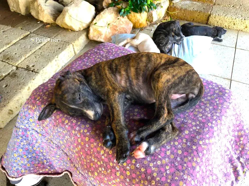 ZELDA adozione levrieri galgo 4