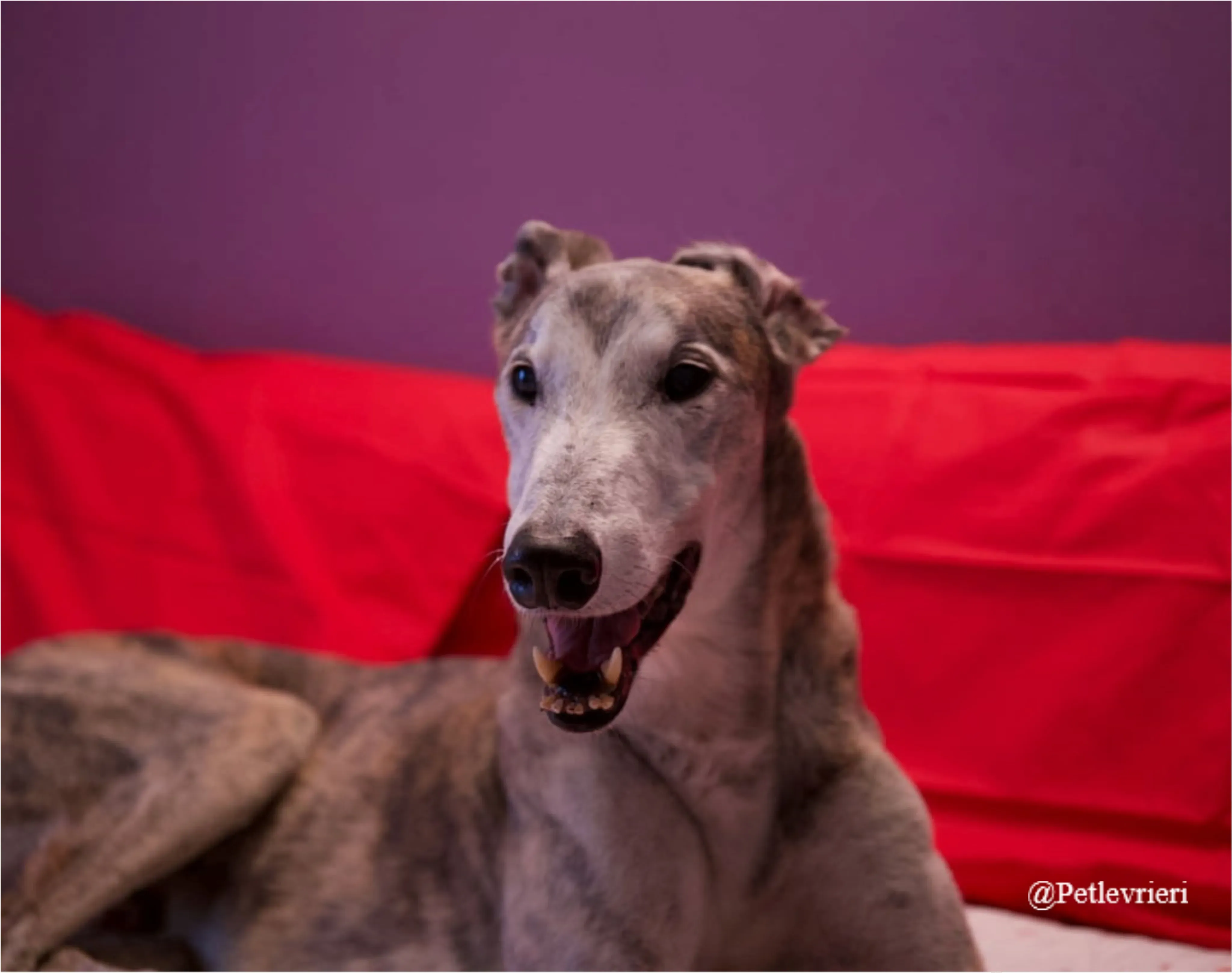 ZEN1New Phototastic Collage