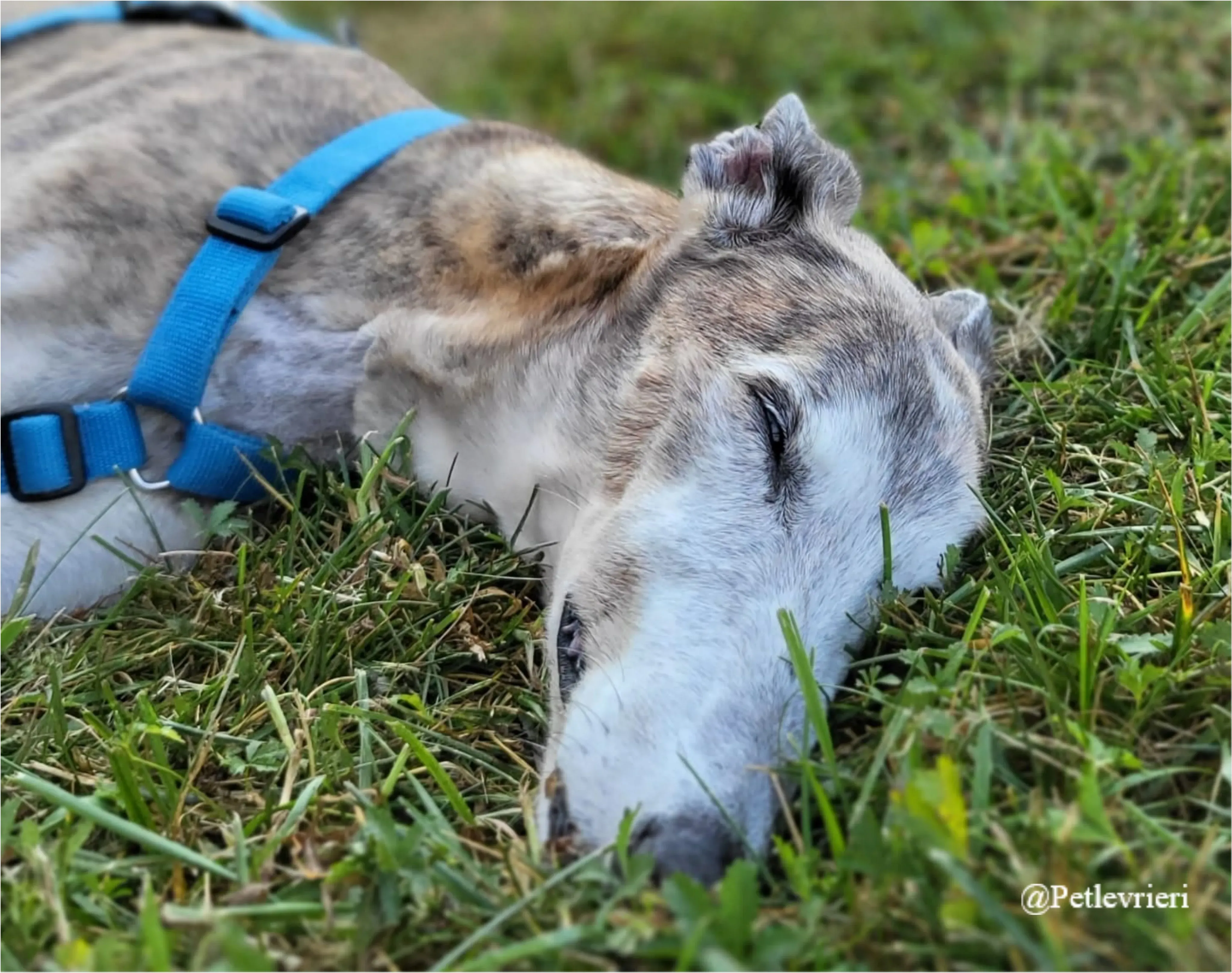 ZEN2New Phototastic Collage