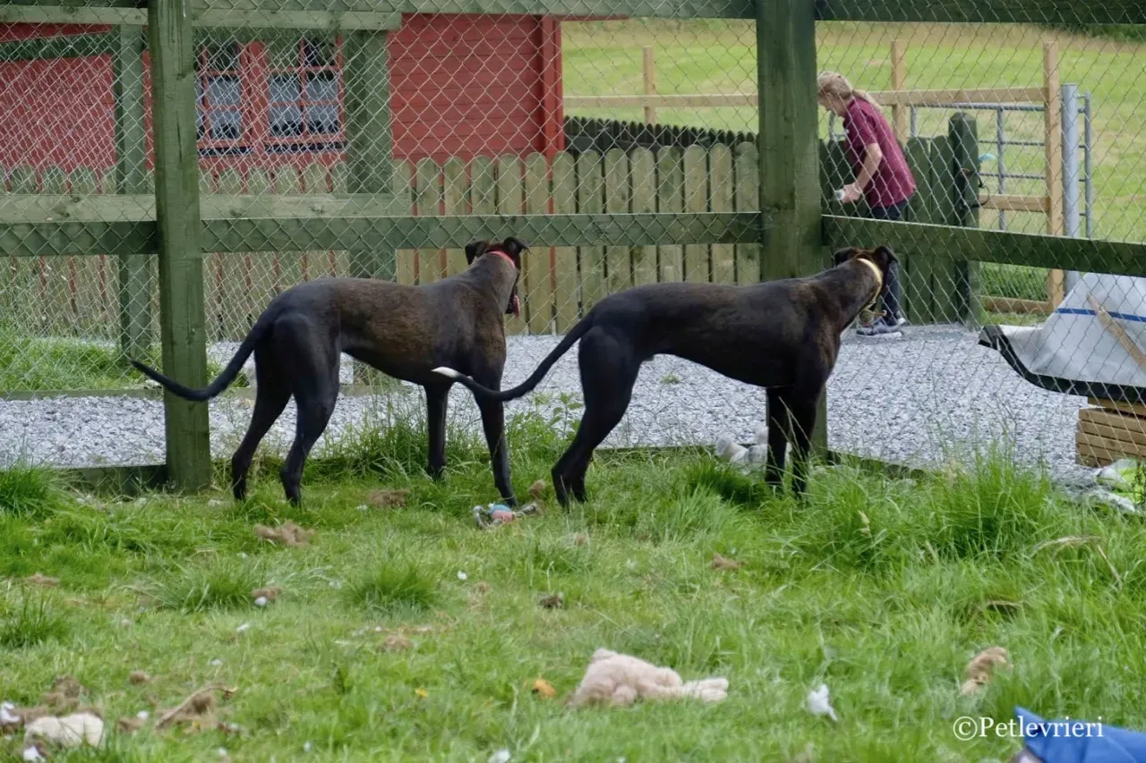 ZOMMER greyhound petlevrieri1