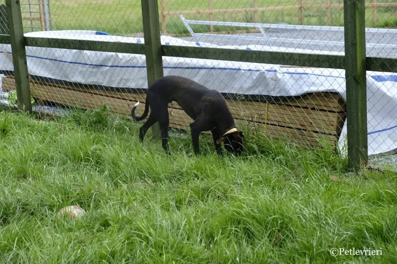 ZOMMER greyhound petlevrieri10