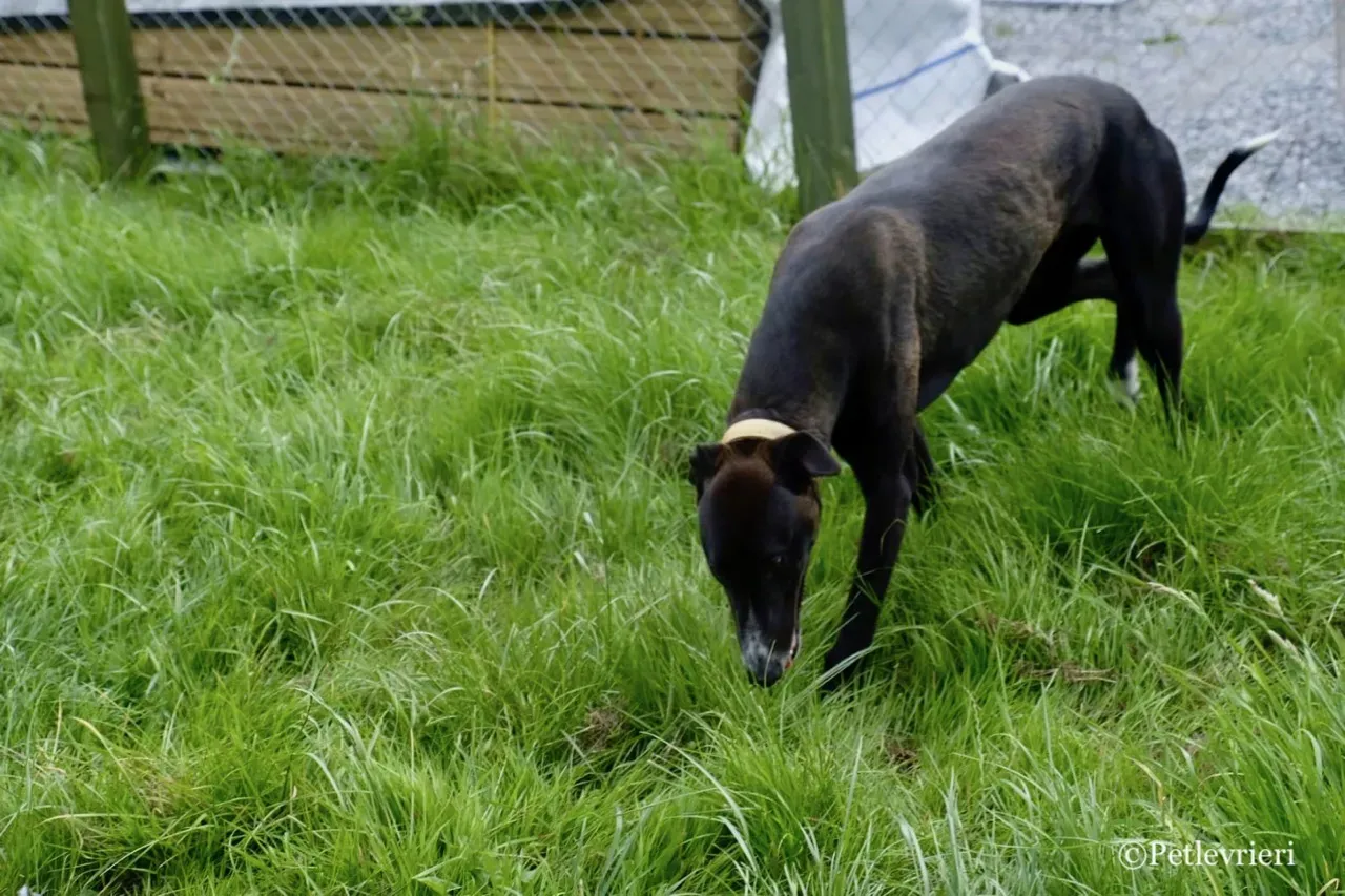 ZOMMER greyhound petlevrieri11