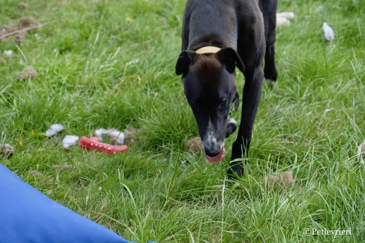 ZOMMER greyhound petlevrieri12