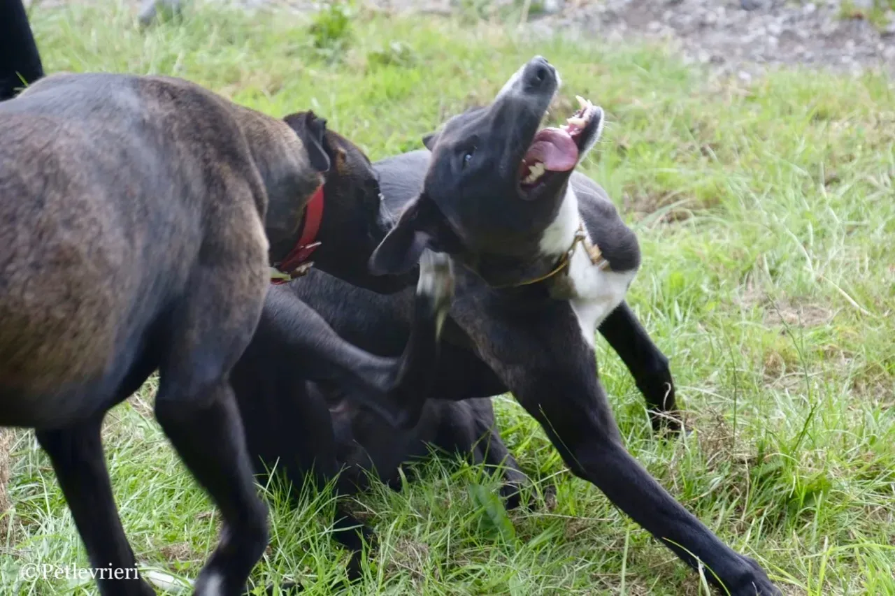 ZOMMER greyhound petlevrieri13