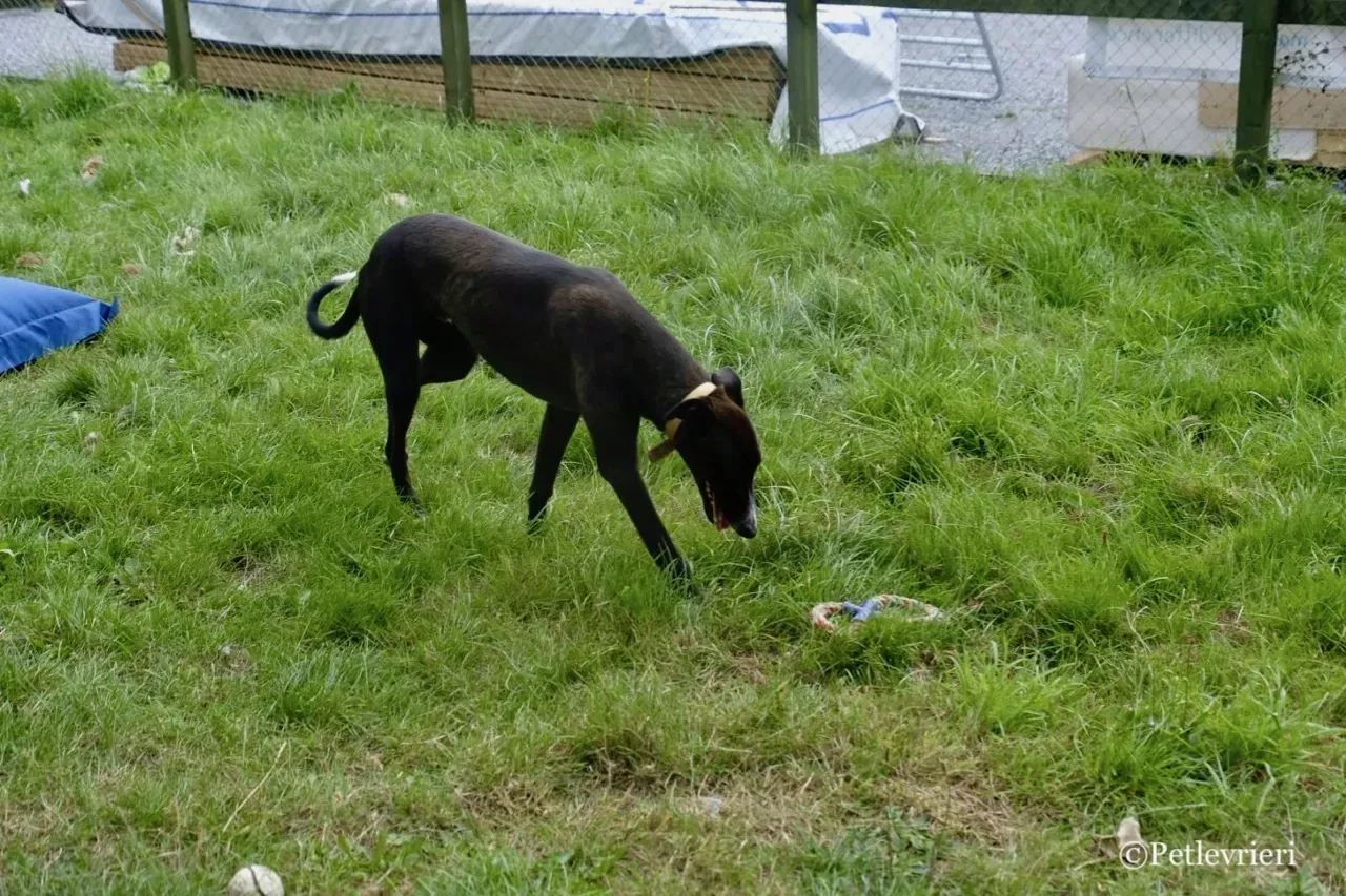 ZOMMER greyhound petlevrieri14