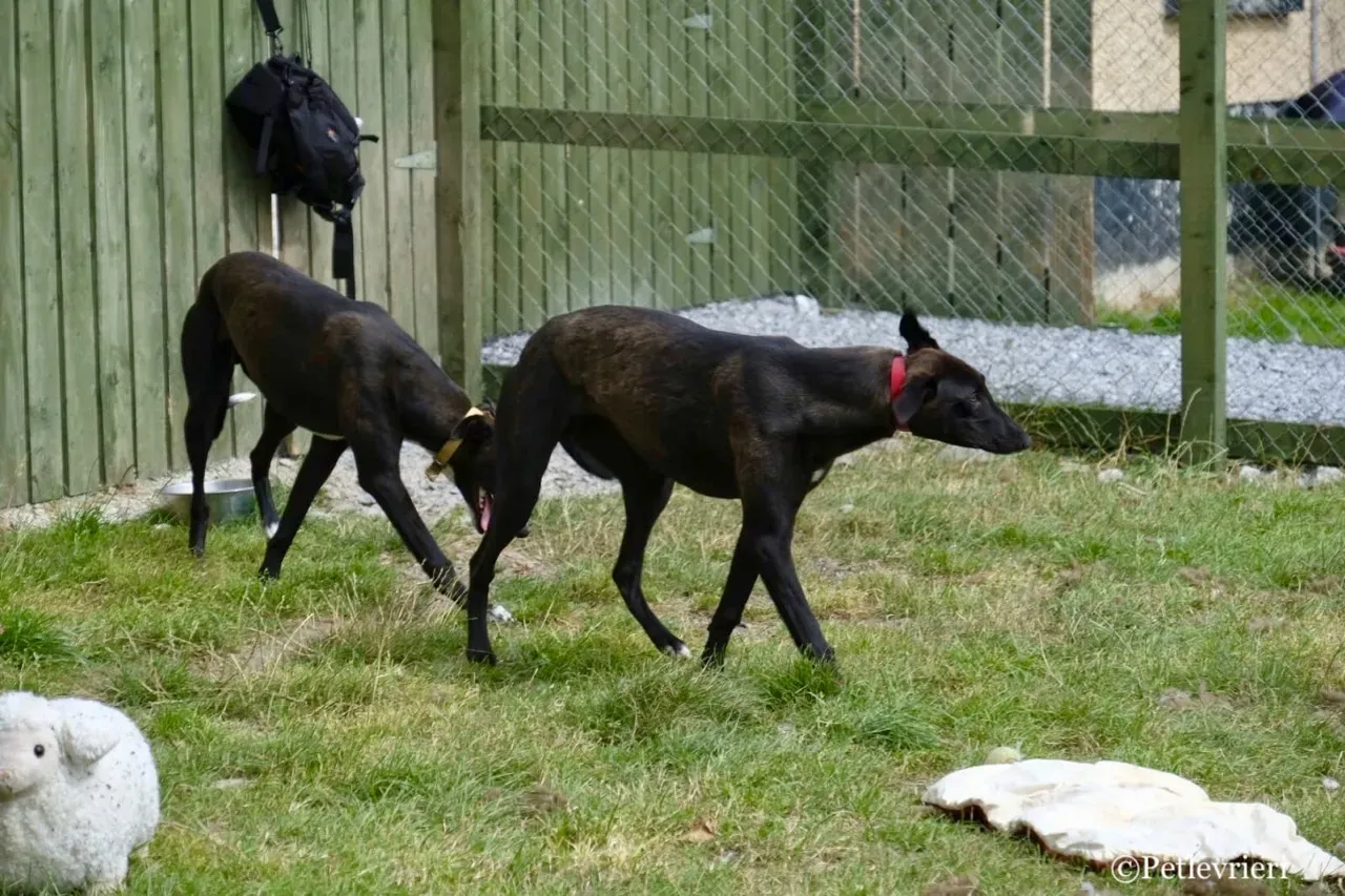 ZOMMER greyhound petlevrieri15