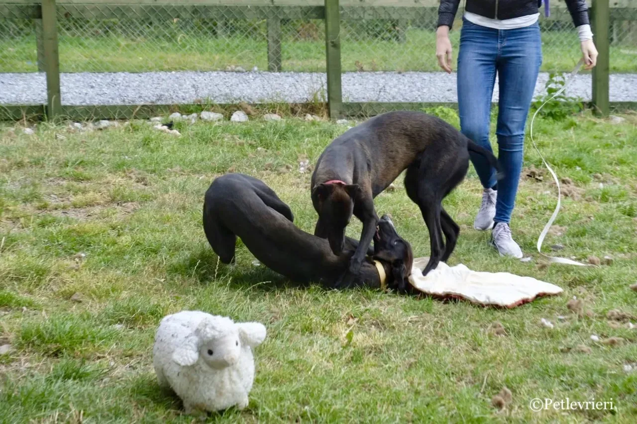 ZOMMER greyhound petlevrieri16