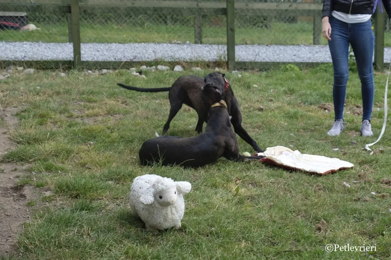 ZOMMER greyhound petlevrieri17