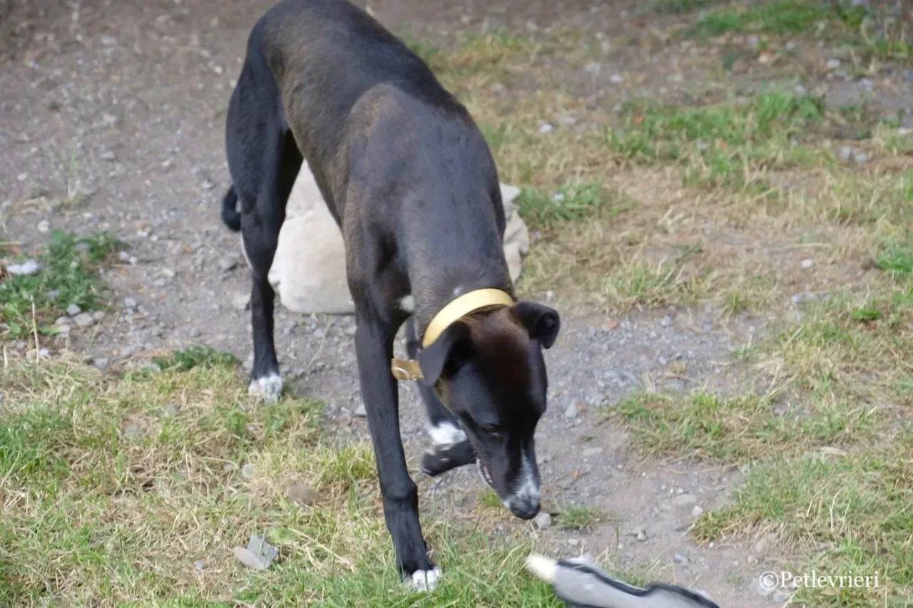 ZOMMER greyhound petlevrieri19
