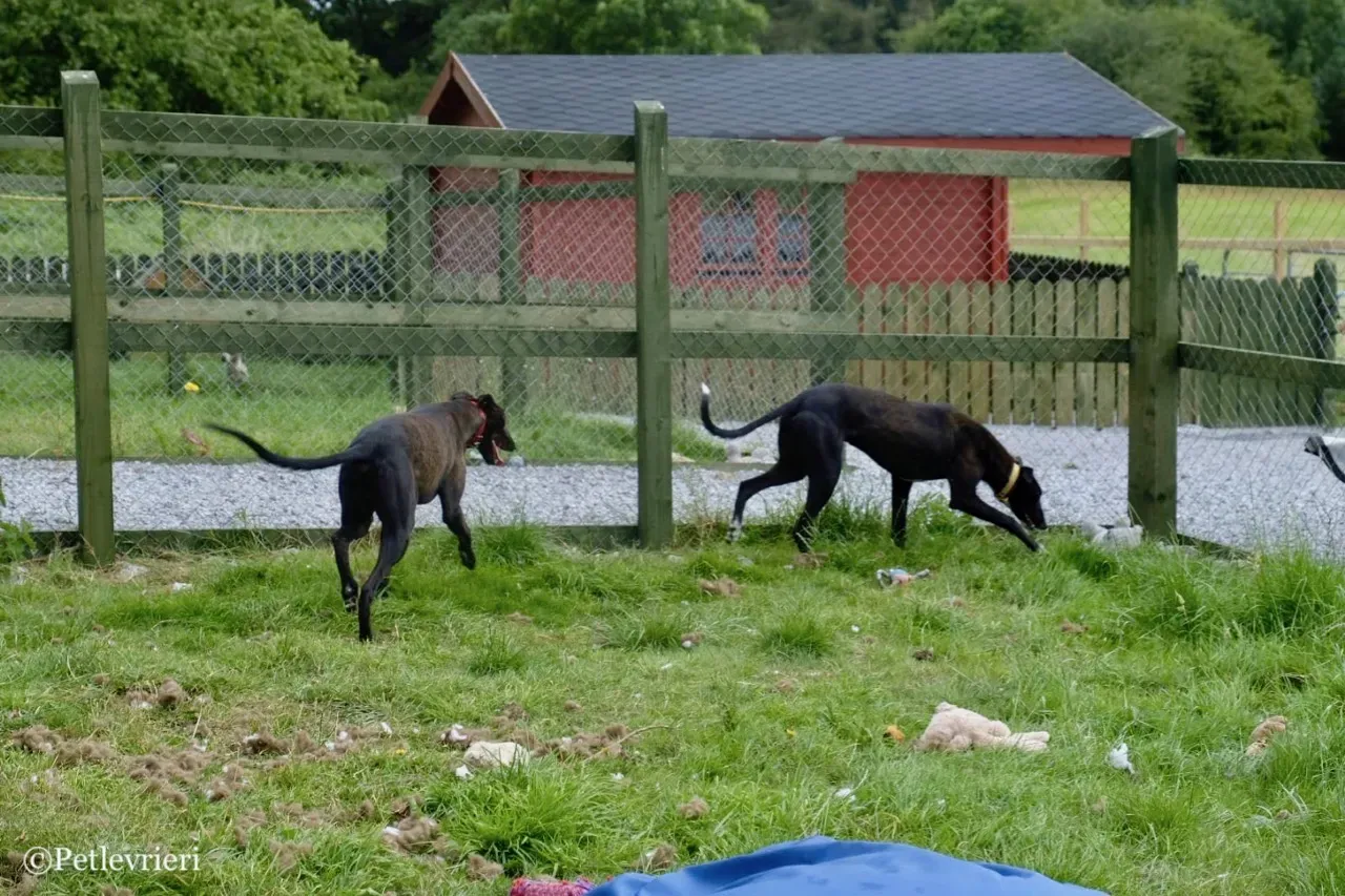 ZOMMER greyhound petlevrieri2