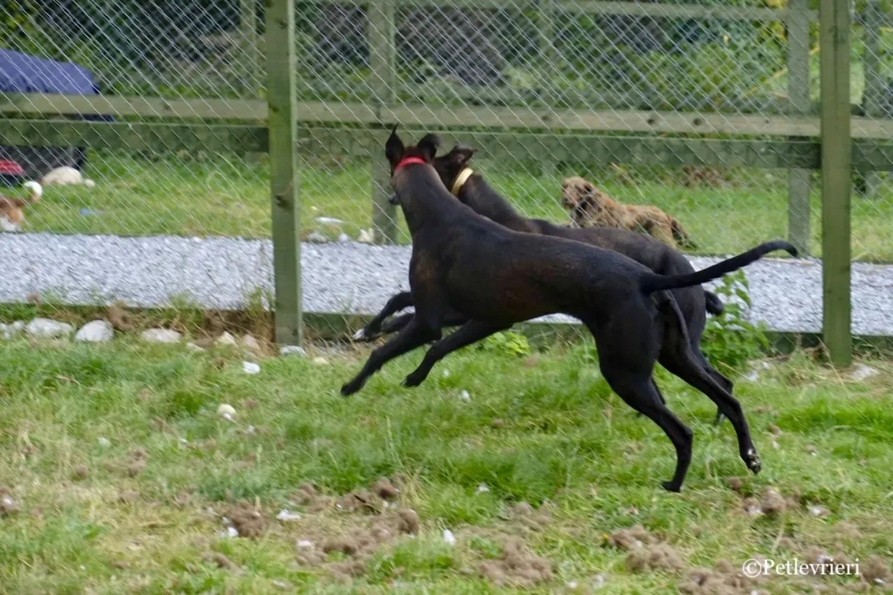 ZOMMER greyhound petlevrieri20