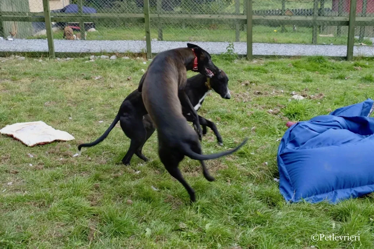 ZOMMER greyhound petlevrieri21