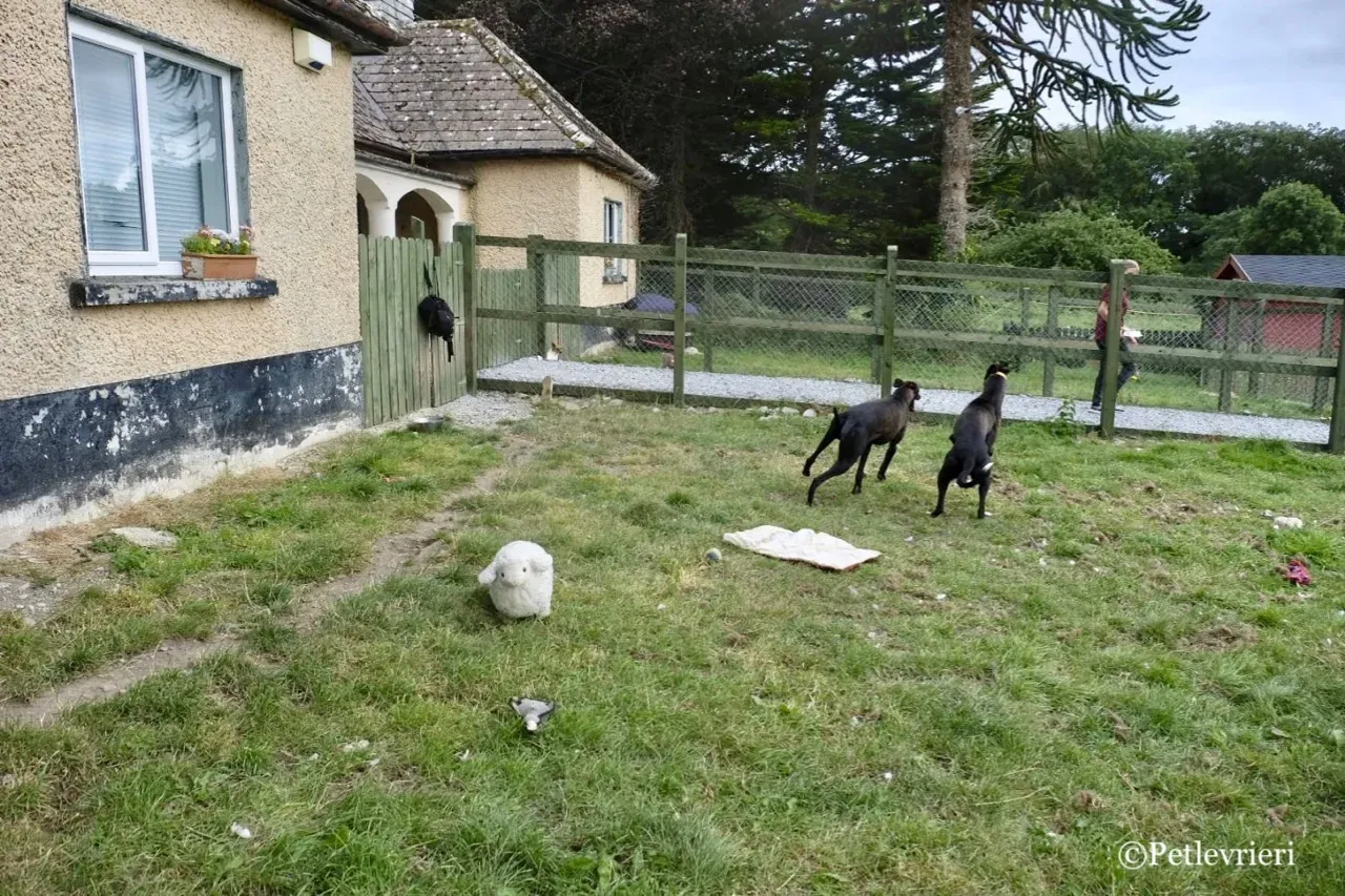 ZOMMER greyhound petlevrieri3