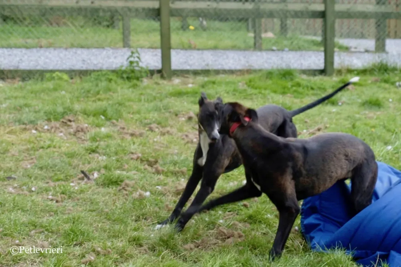 ZOMMER greyhound petlevrieri4