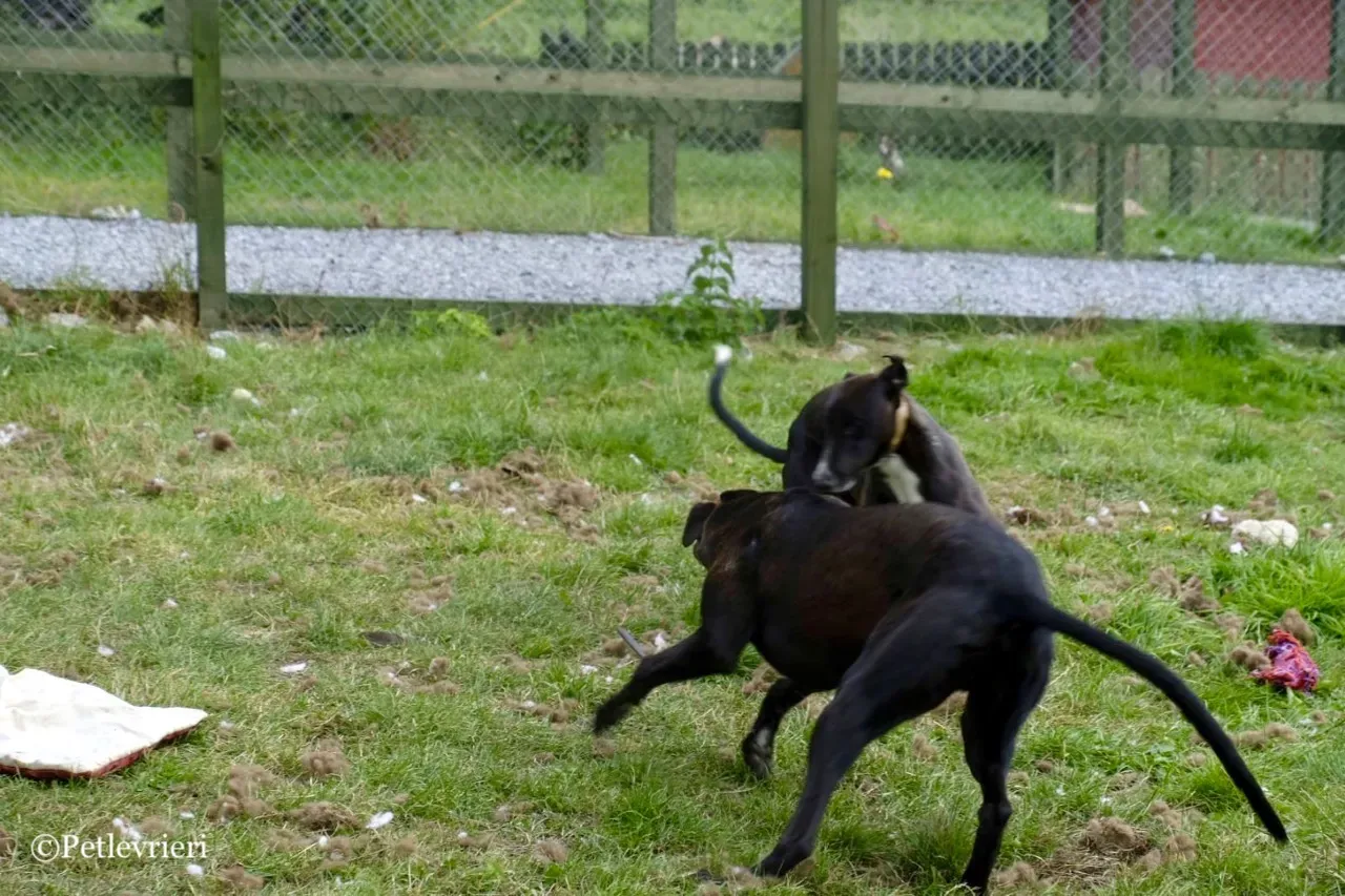 ZOMMER greyhound petlevrieri5