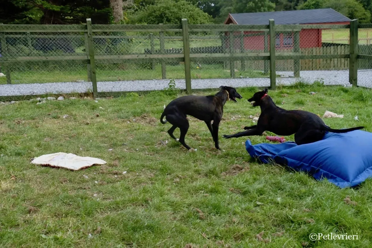 ZOMMER greyhound petlevrieri6