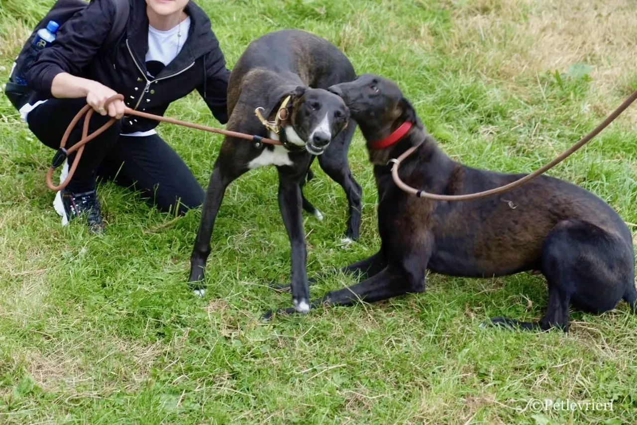 ZOMMER greyhound petlevrieri7