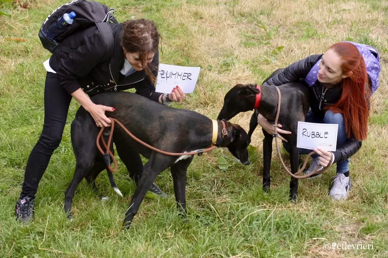 ZOMMER greyhound petlevrieri8