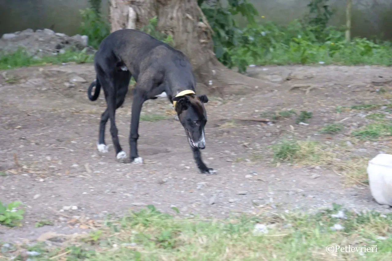 ZOMMER greyhound petlevrieri9