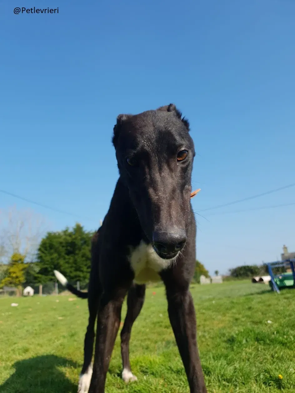 Zac Greyhond Adozione Levrieri 1