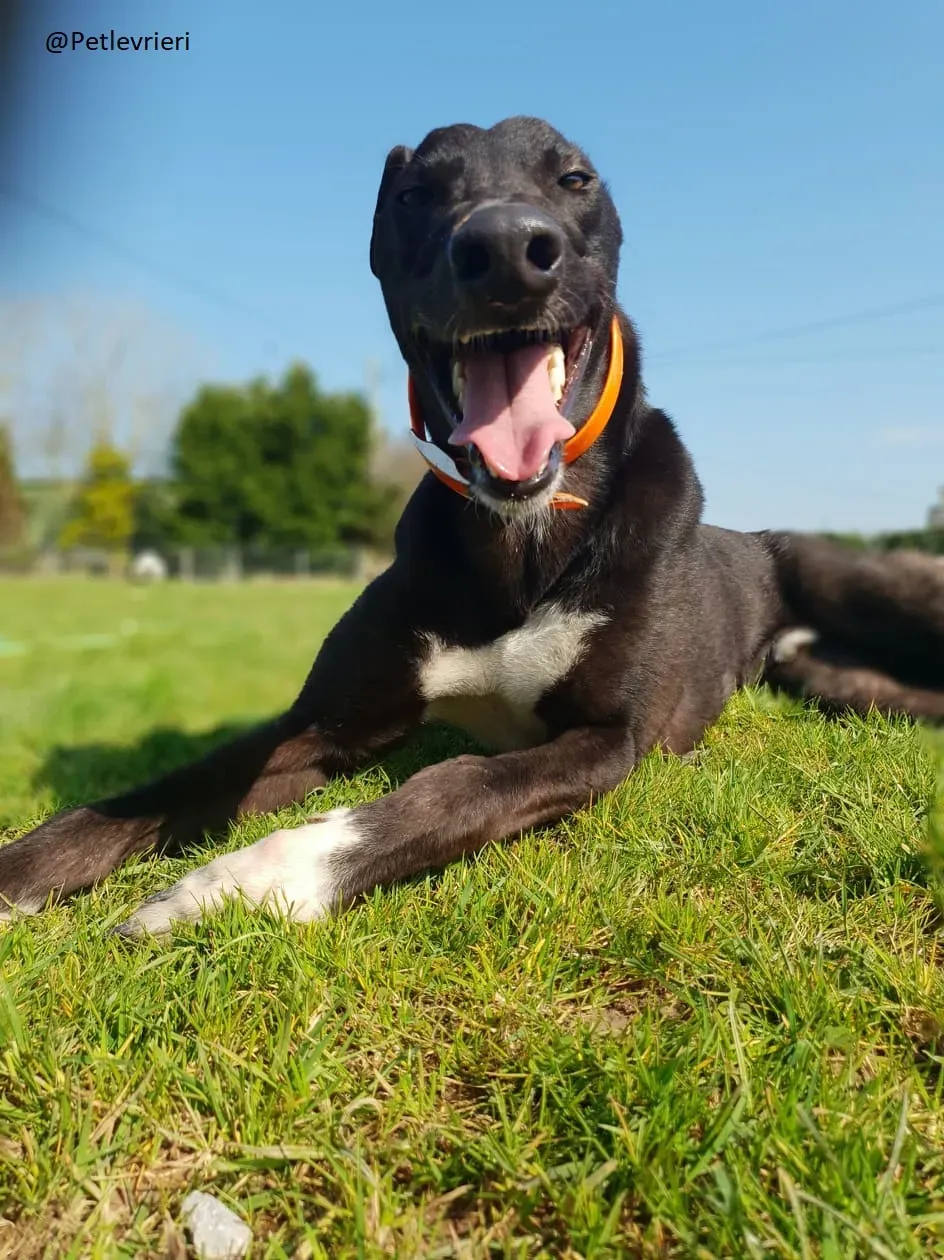 Zac Greyhond Adozione Levrieri 2