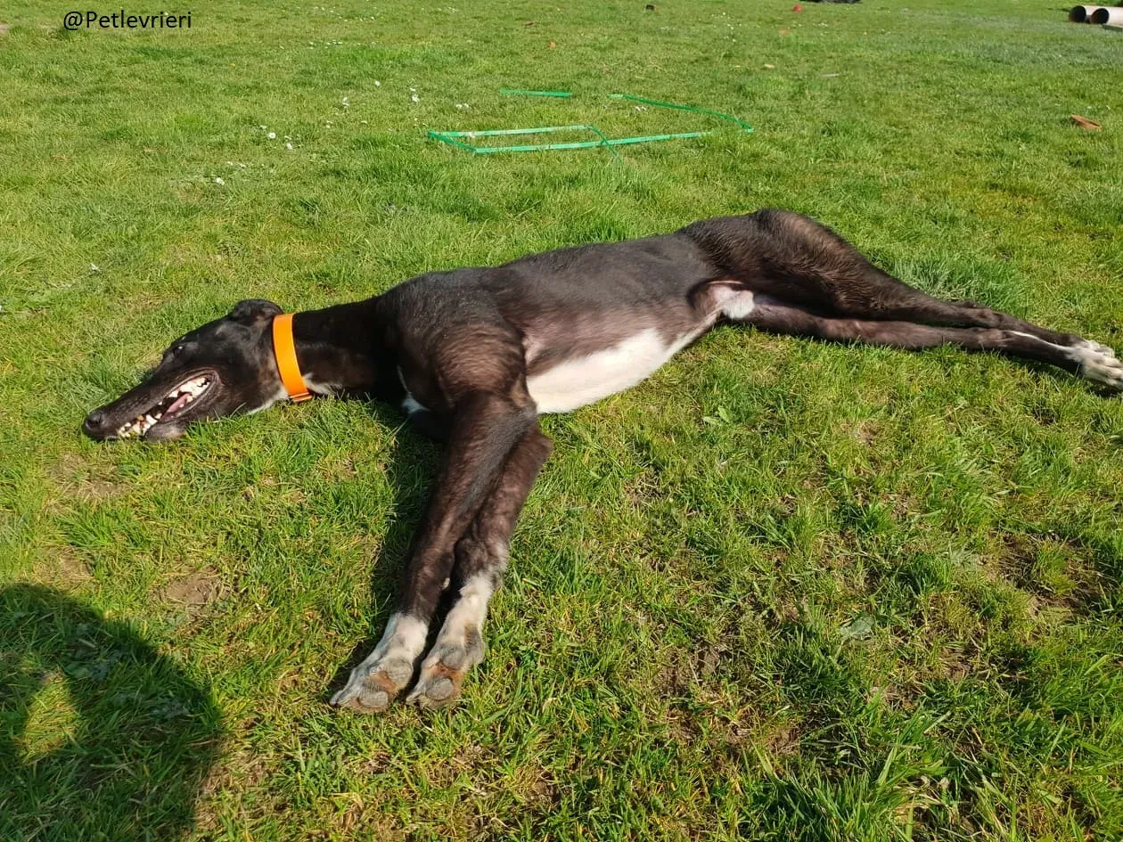 Zac Greyhond Adozione Levrieri 3