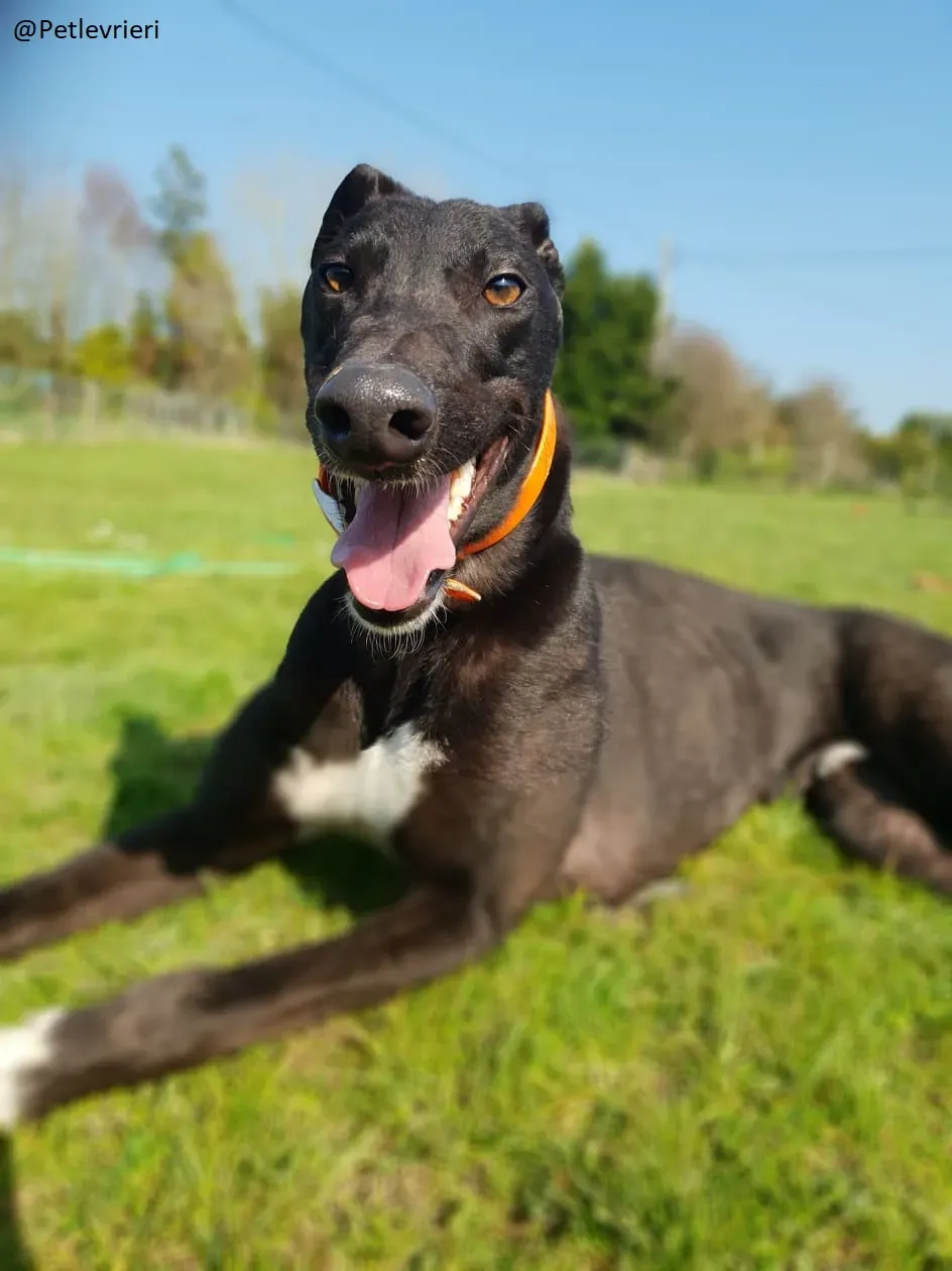 Zac Greyhond Adozione Levrieri 4