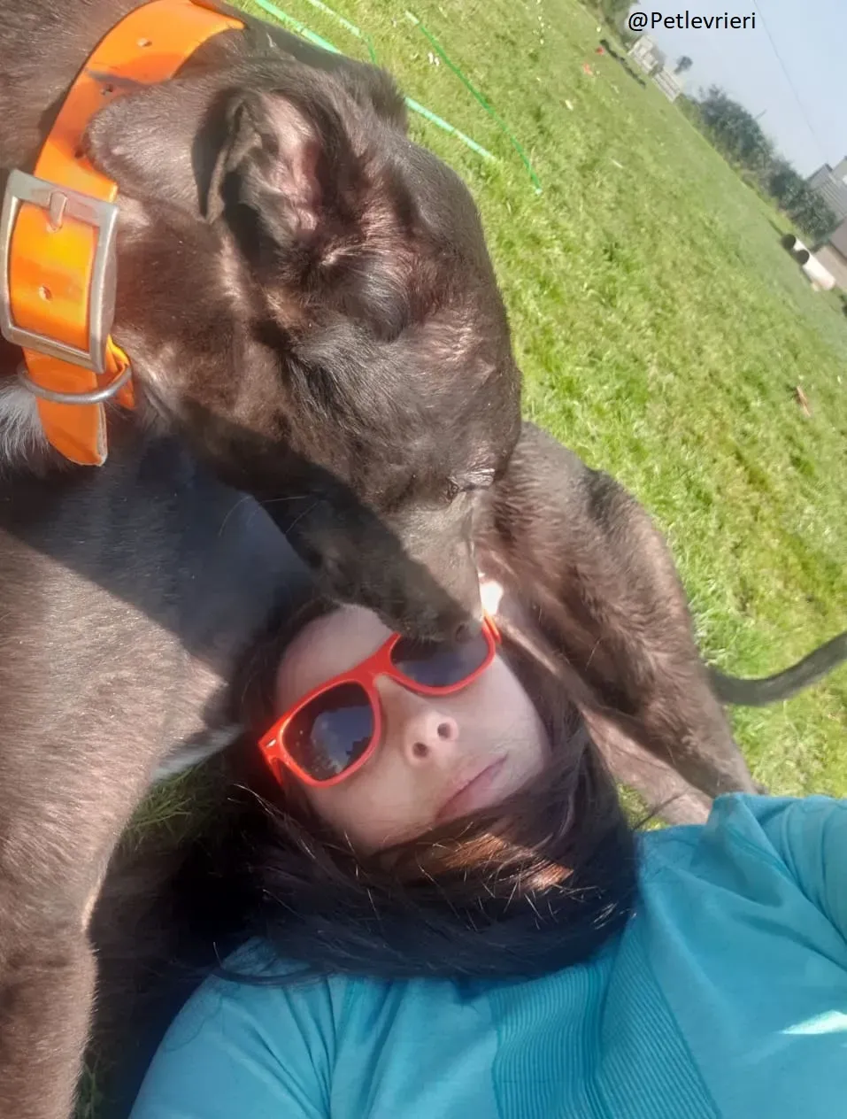 Zac Greyhond Adozione Levrieri 5