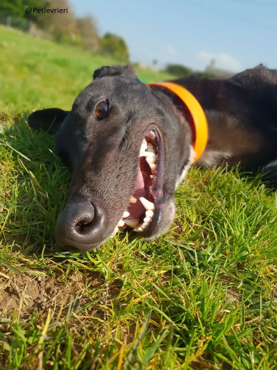 Zac Greyhond Adozione Levrieri 6