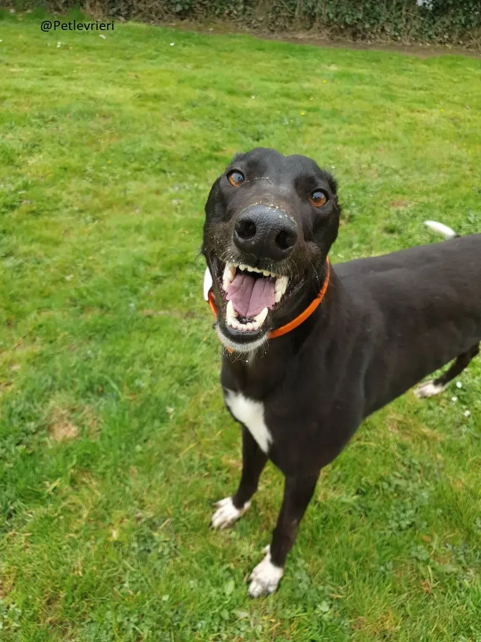 Zac Greyhond Adozione Levrieri 7