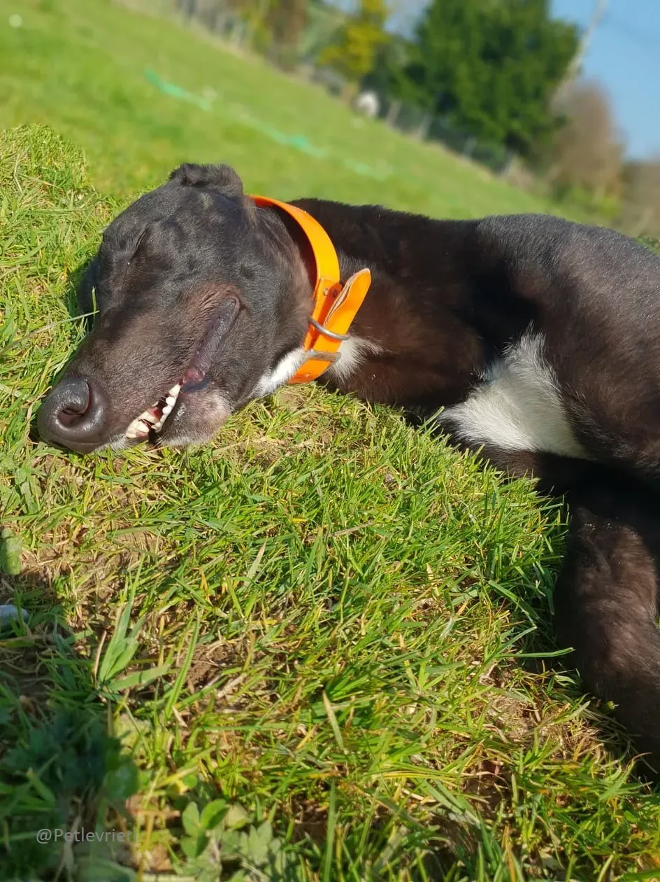 Zac Greyhound male adozione levrieri 1