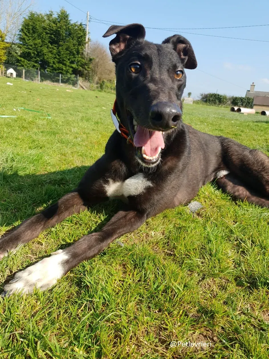 Zac Greyhound male adozione levrieri 2