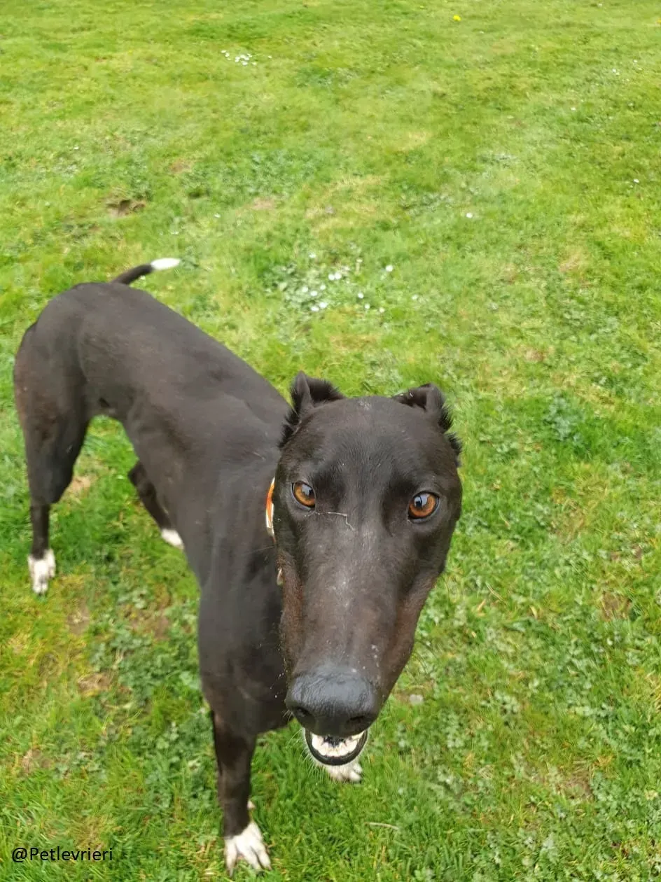 Zac Greyhound male adozione levrieri 3