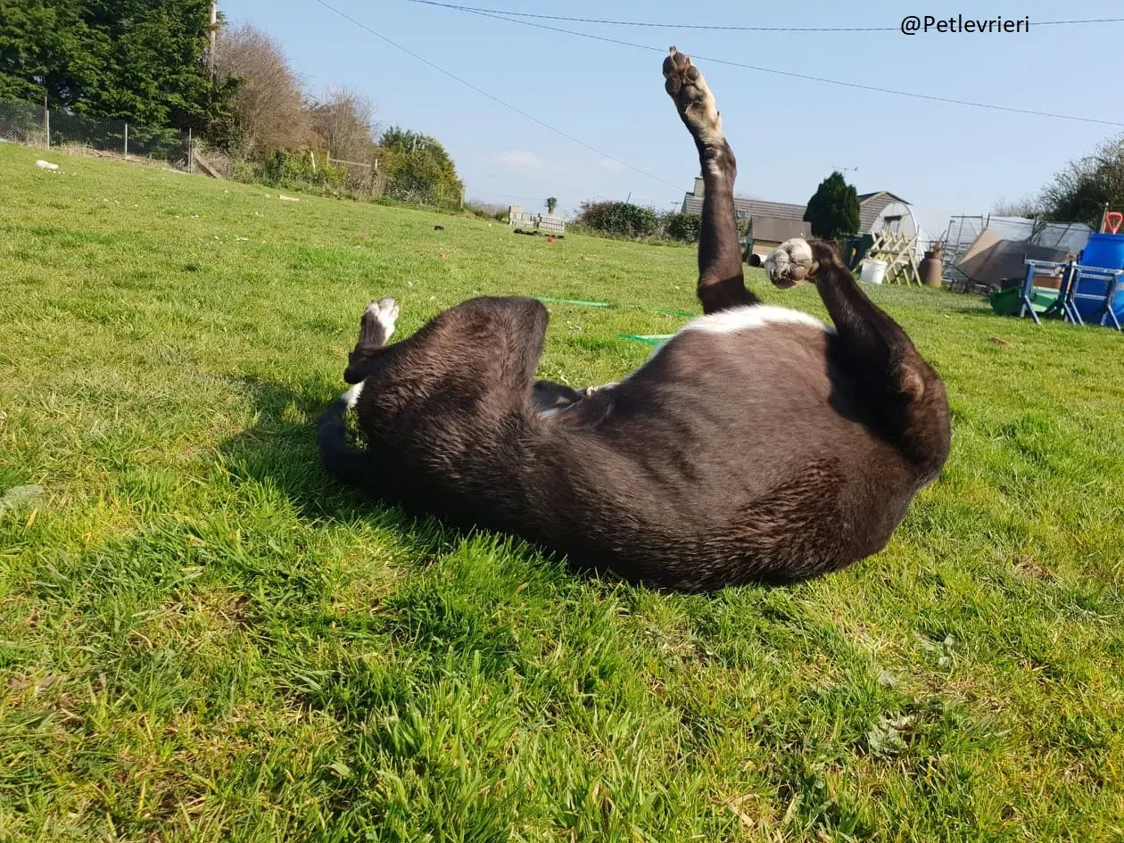 Zac Greyhound male adozione levrieri 4