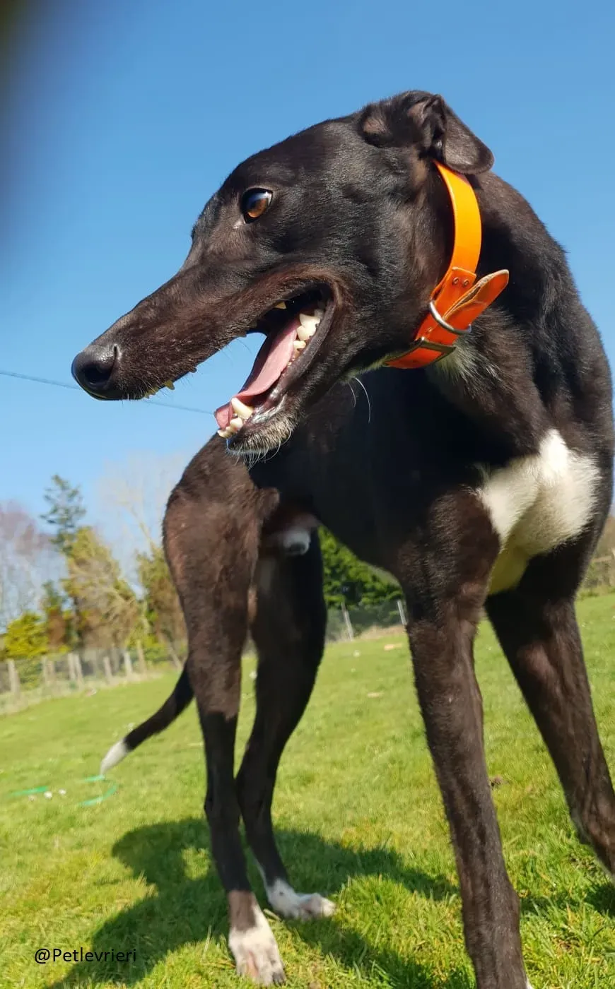Zac Greyhound male adozione levrieri 6