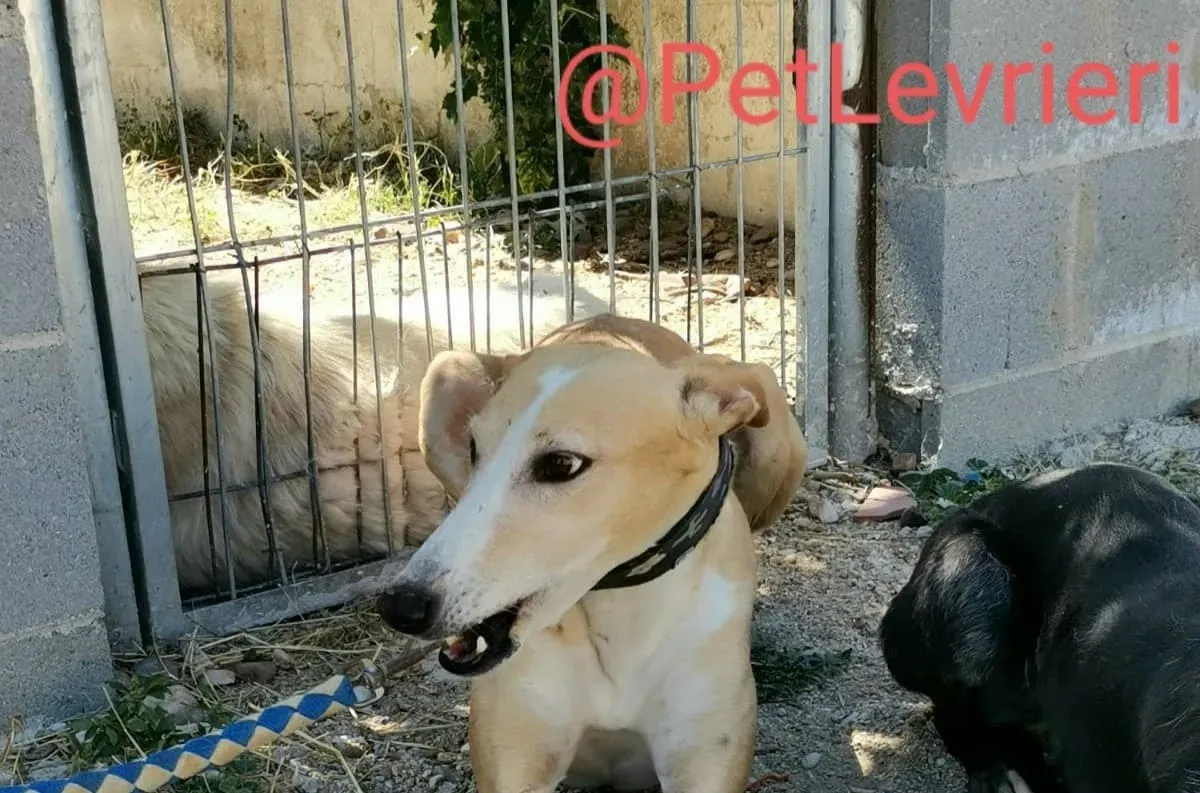 Zahira adozione levrieri galgo 01