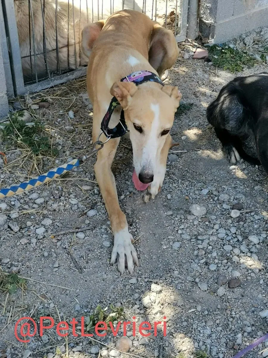 Zahira adozione levrieri galgo 02