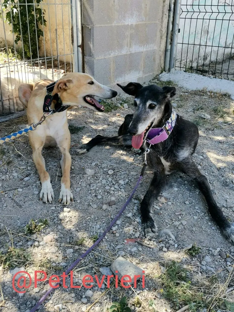 Zahira adozione levrieri galgo 03