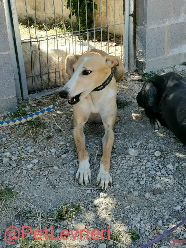 Zahira adozione levrieri galgo 04