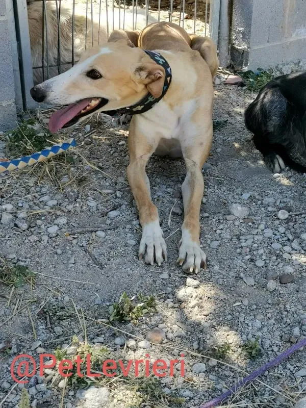 Zahira adozione levrieri galgo 05