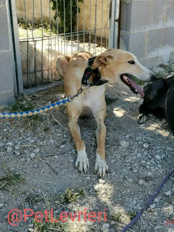 Zahira adozione levrieri galgo 06