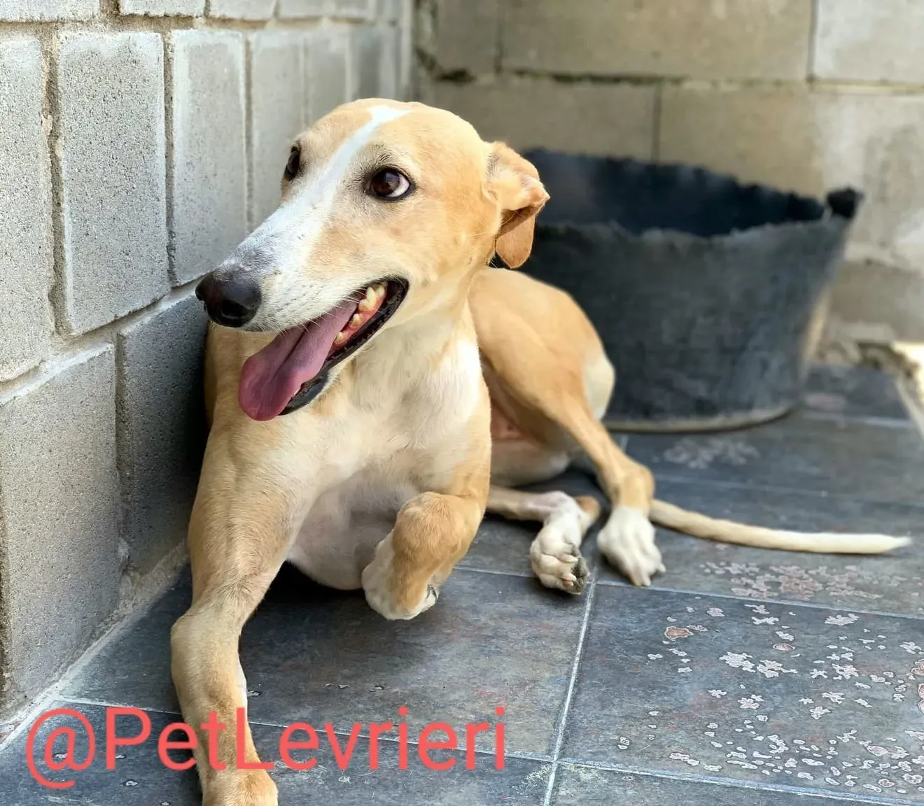 Zahira adozione levrieri galgo 07