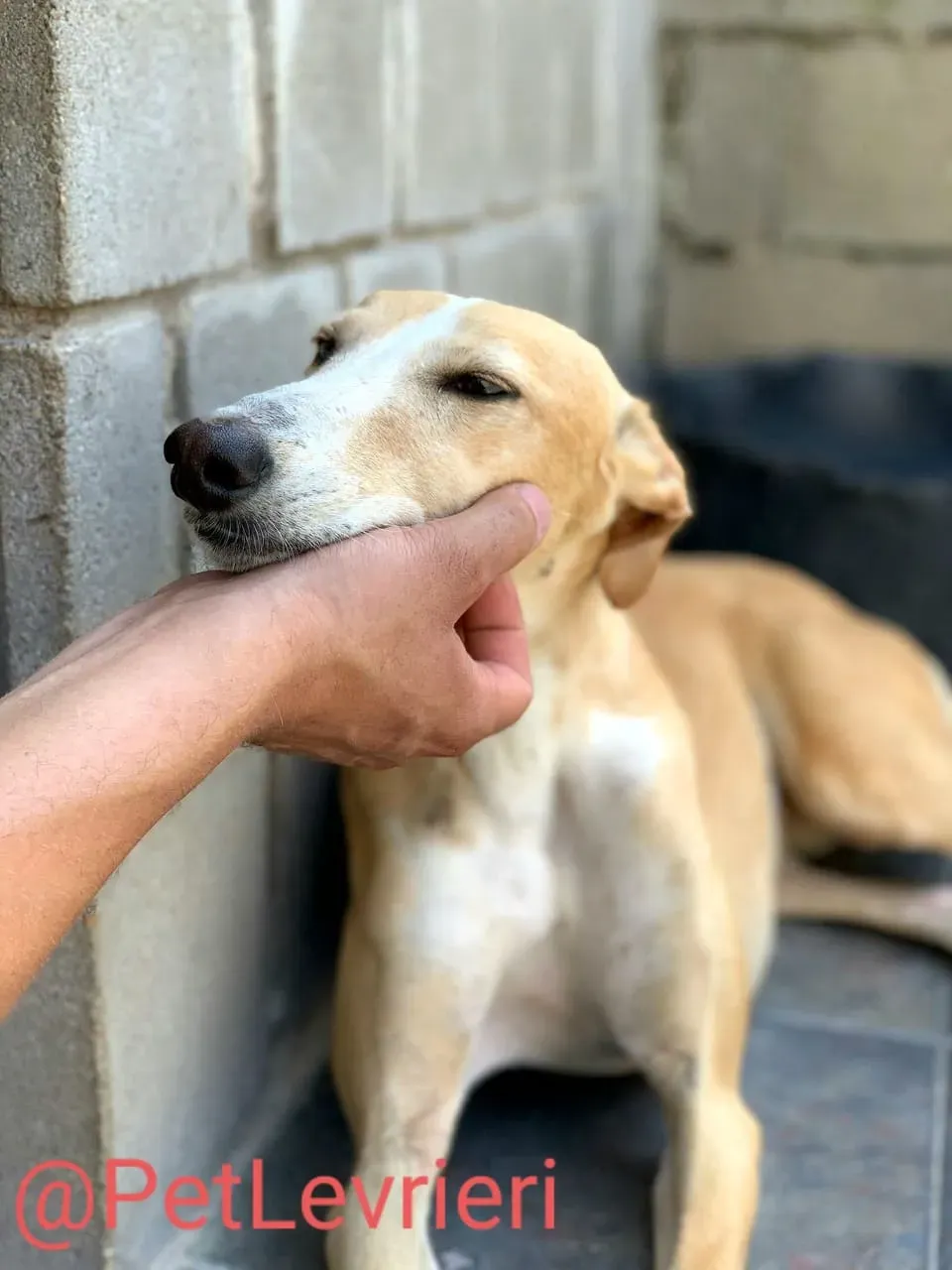 Zahira adozione levrieri galgo 08