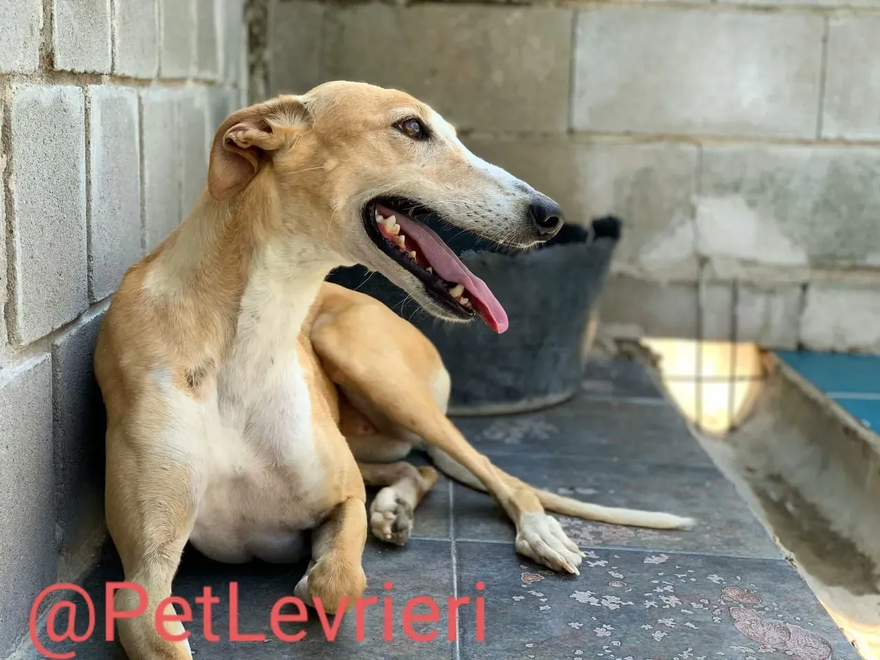 Zahira adozione levrieri galgo 09