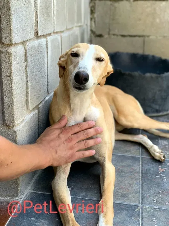 Zahira adozione levrieri galgo 10