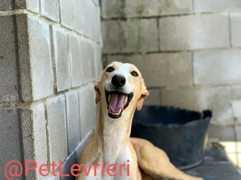 Zahira adozione levrieri galgo 11