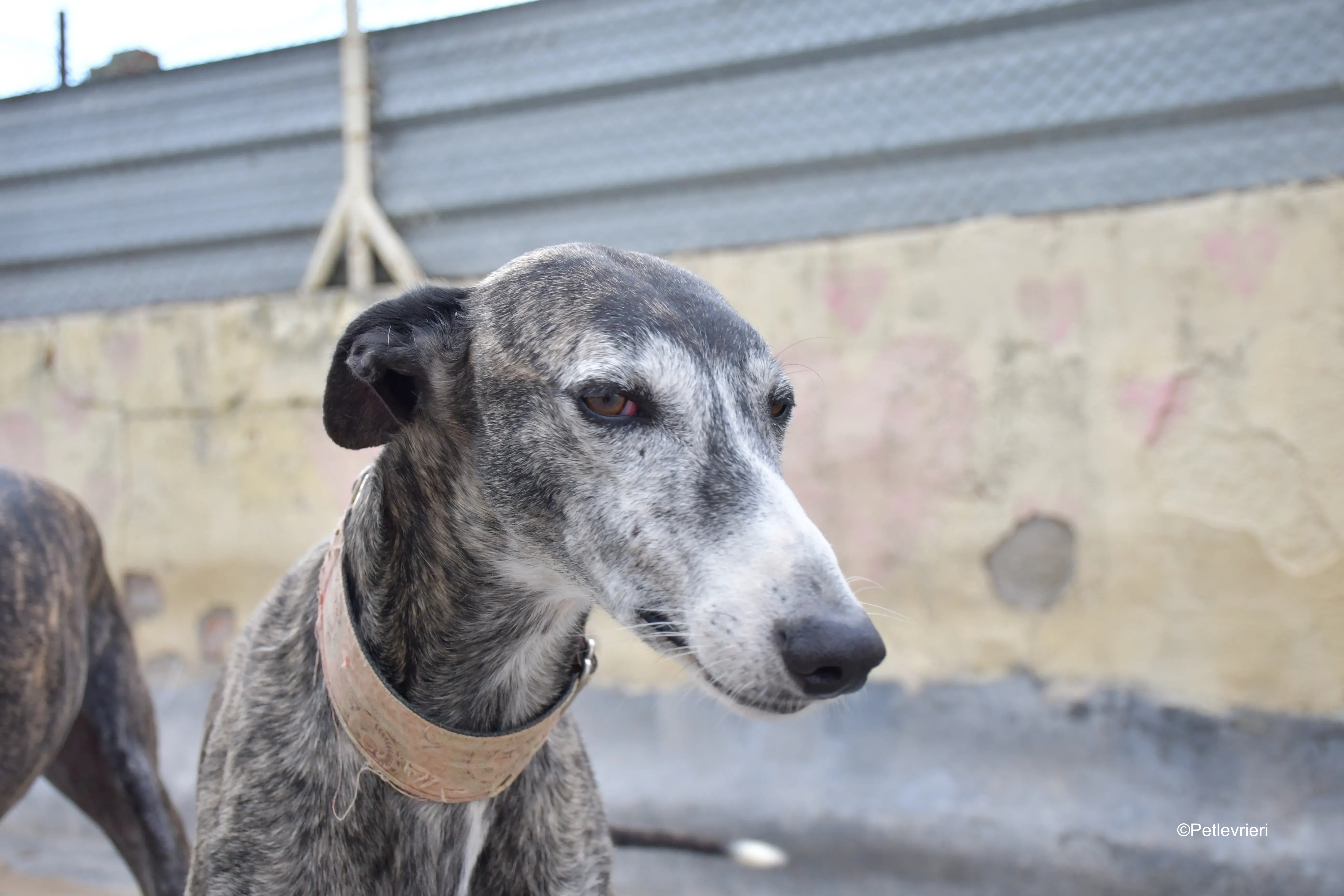 Zamoramo adozione galgo pet levrieri onlus 1