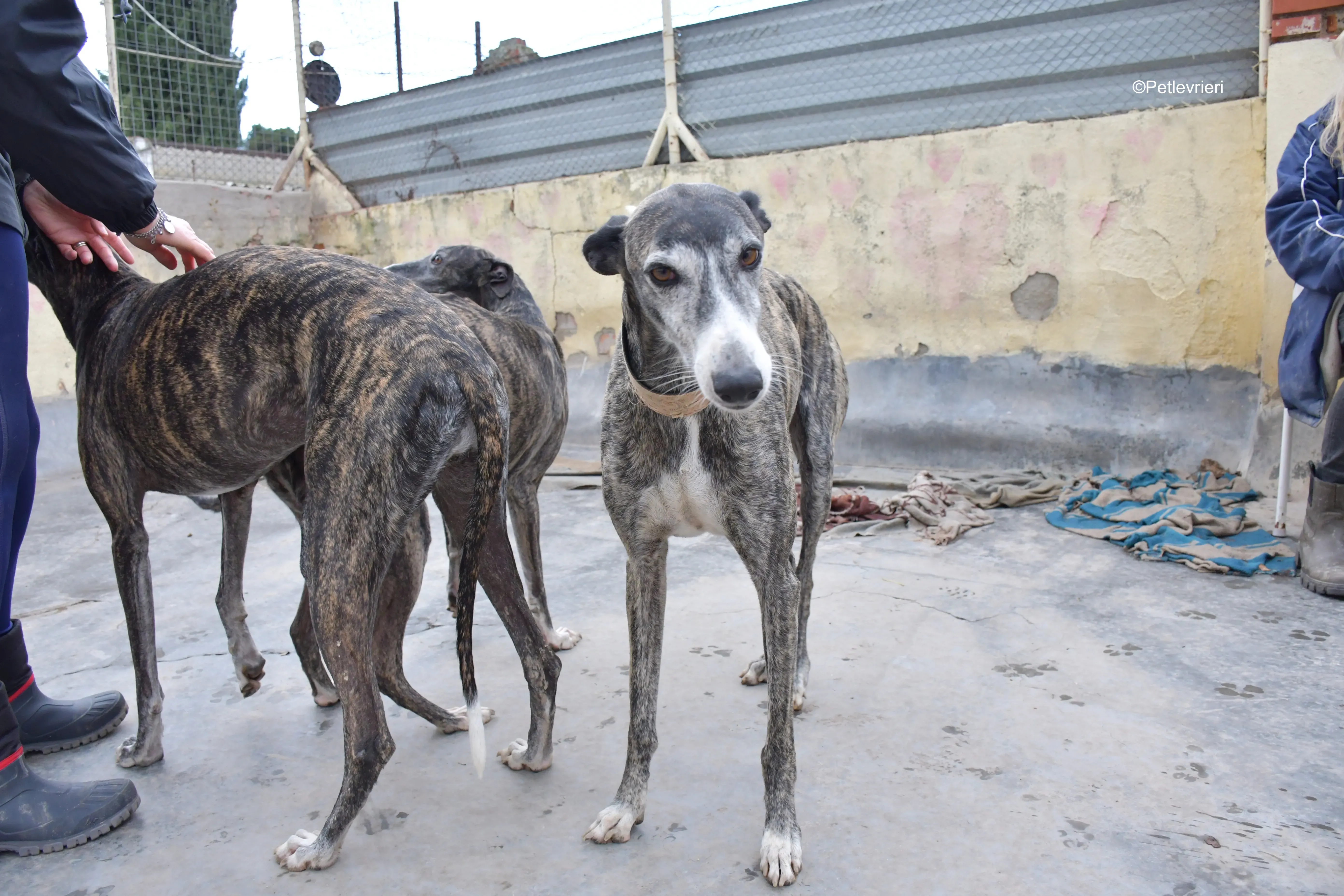 Zamoramo adozione galgo pet levrieri onlusd 4