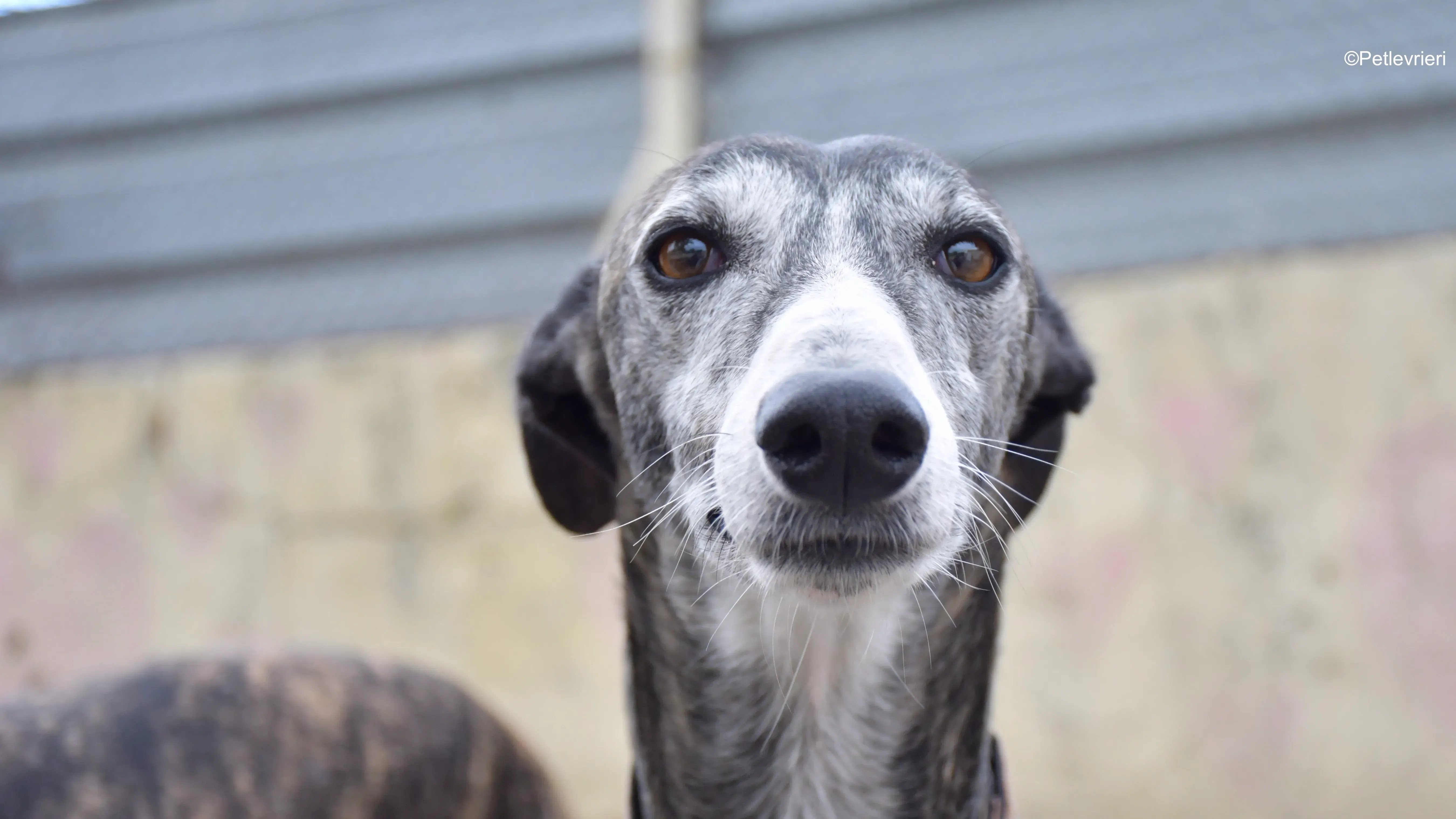 Zamorano adozione galgo pet levrieri 2